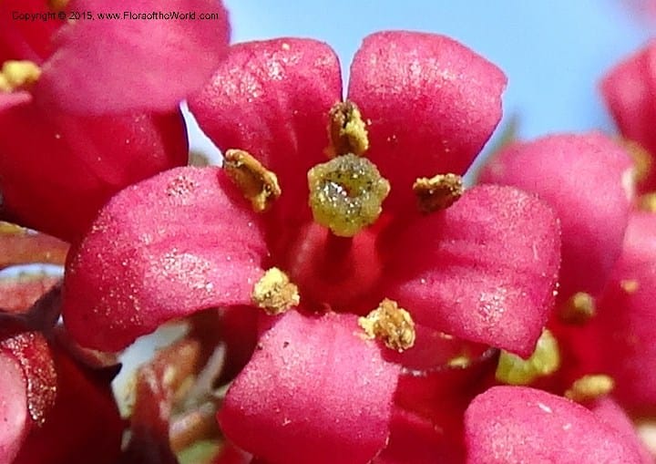 Escallonia callcottiae, Ricci, M --Chile. Juan Fernandez. SJB. 21 Feb 2015. DSC08963 (103).JPG