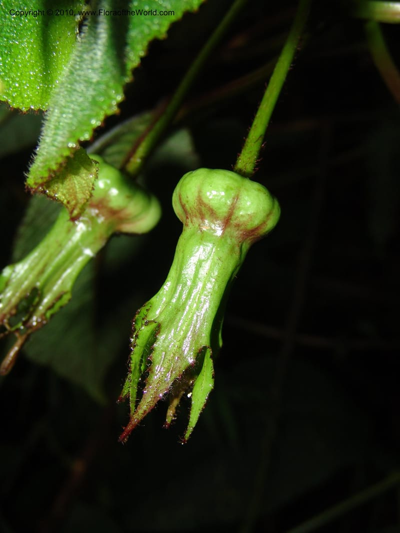 Centropogon nigricans, Croat 96367--Ecuador. Prov. Pichincha. Pacto-Pto. Quito Rd.. 25 Mar 06. 450 (2).jpg