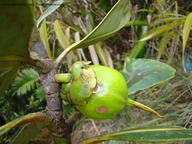 Strasburgeria robusta, JMunzinger4877--New Caledonia. Monts Dzumac. 20 Nov 07. 110.jpg