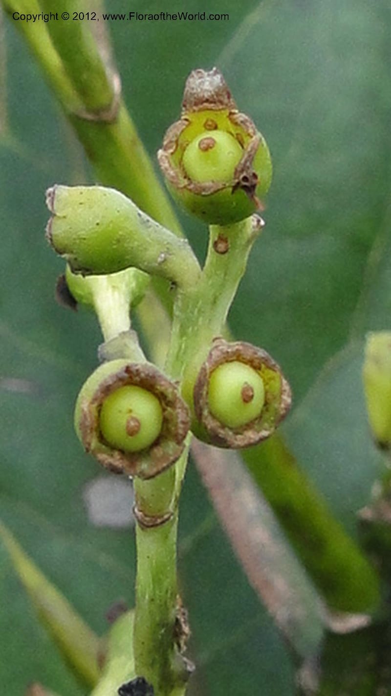 Ocotea, D. Ravelonarivo 3390--Madagascar. E of Ambositra toward Antoetra. 2 May 2010 325 (3).jpg