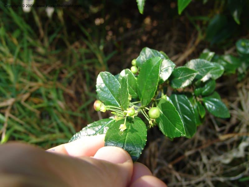 Rhamnus prinoides--So.Africa. E. Cape. Maitland Nat.Res. 5 Mch 05. 216.jpg