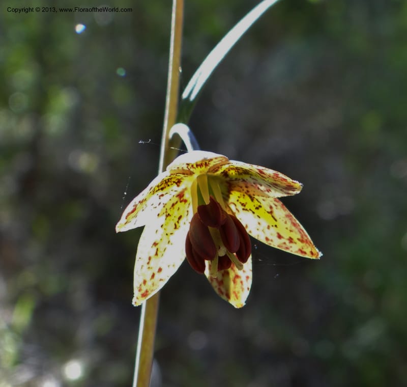 Fritillaria atropurpurea, Davidson, C 12131--USA, California, Nevada Co. 19 Apr 2013  0079 (16).JPG