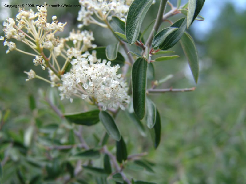 Ceanothus fendleri--AZ. Arboretum at Flagstaff. 3 Sep 04. 173.jpg