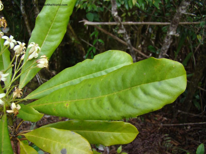 Pittosporum, Gemmill, C 631--New Caledonia,  Dzumac, 20 Nov 2007, 989 (7).jpg