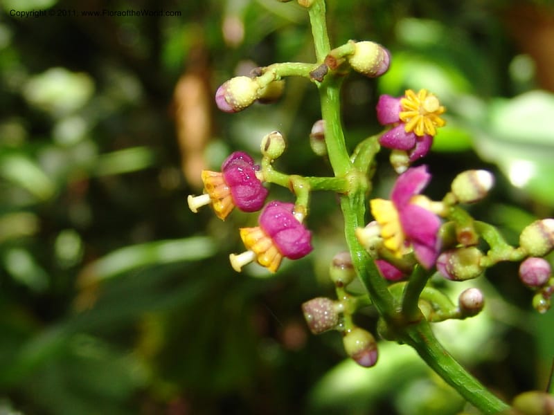 Miconia, Croat 95119--Ecuador. Prov. Esmeraldas. Alto Tambo. 21 Feb 05. 089 (1).jpg