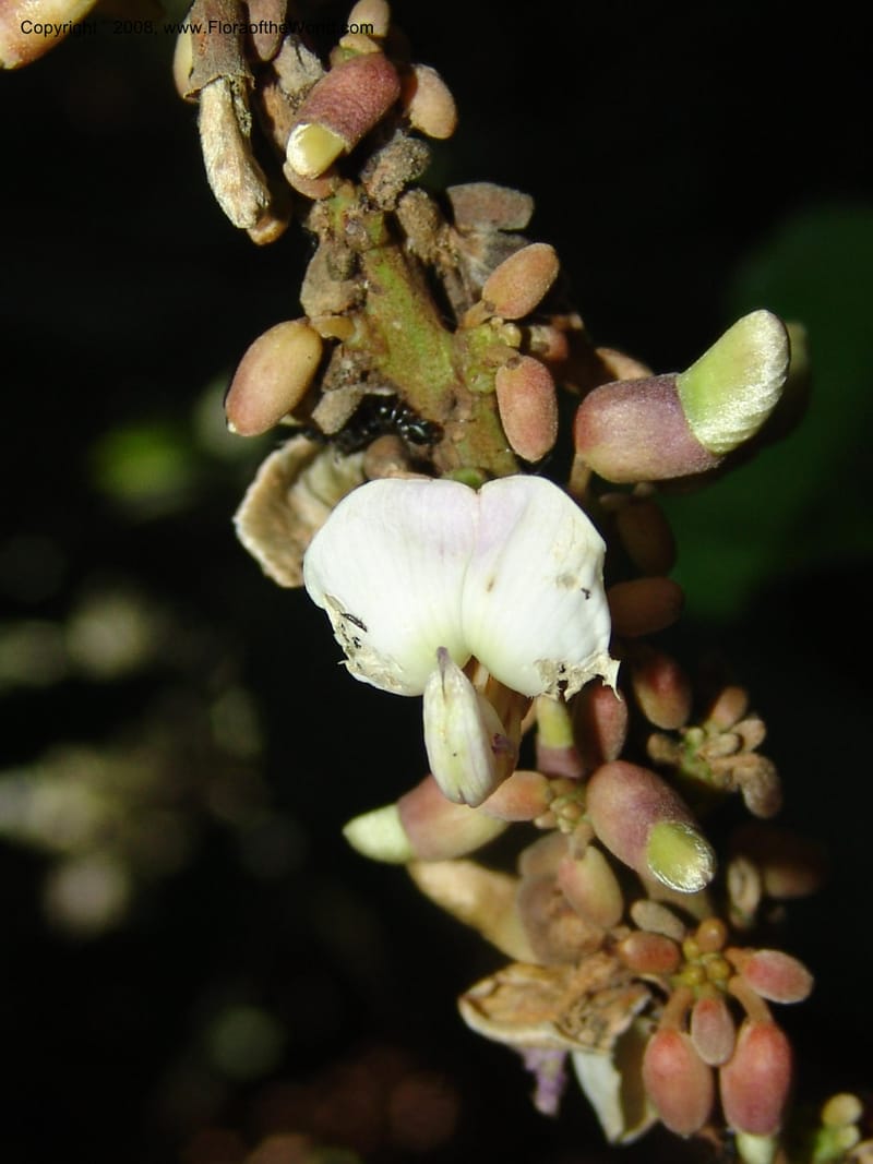 Millettia sanagana, MLeal1142--Gabon. Prov. Ogooue-Iv. Res. Lope. Sommet Main. 19 Apr 06. 231.jpg