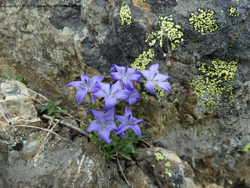 Campanula, Davidson, C 12592B--ID. Idaho Co. Seven Devils Camp Ground. 15 Jul 2014. DSC00113 (171).JPG