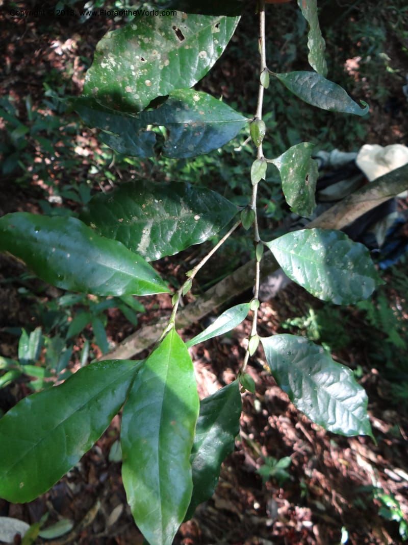 Antidesma, VC 5594--Thailand. Ranong Prov. Klong Naka Wildlife Sanctuary. 14 Nov 2012. DSC09055 (92).JPG