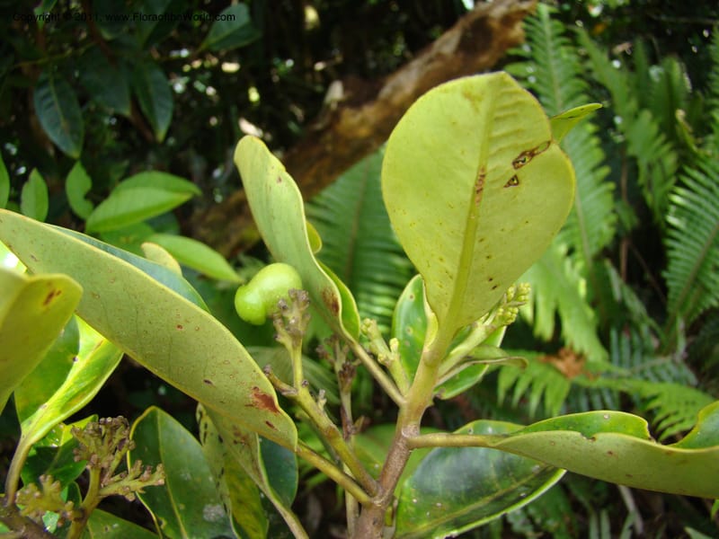 Apodytes clusiifolia,  Munzinger, J 4793--New Caledonia, Aoupinie, 15 ov 2007  342 (5).jpg