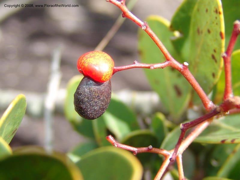 Apodytes abbottii--So.Africa. E. Cape. Umtamvuna Nat. Res. 11 Mch 05. 032.jpg