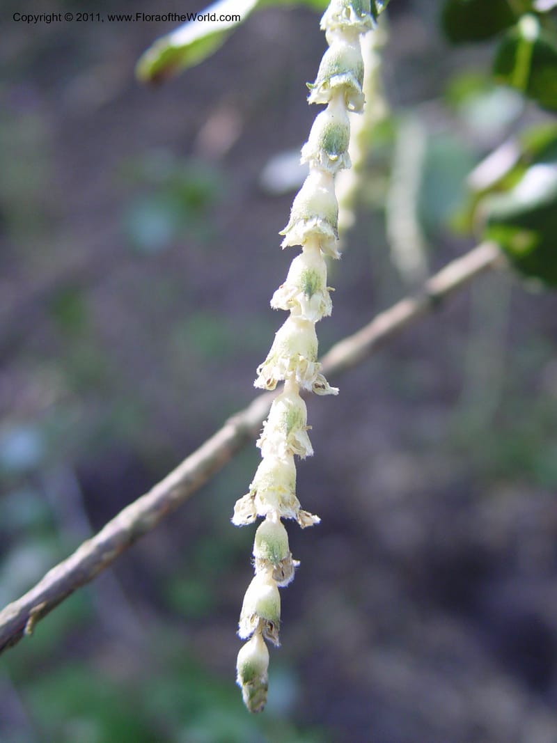 Garrya elliptica--CA. Alameda Co. Huckleberry Bot. Reg. Pres. 11 Feb 04. 015.jpg