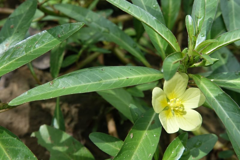 Ludwigia adscendens subsp. diffusa, L. Nanyeni 1193--Namibia. Kunene R. rd. east. 20 Mar 2018. DSC02082 (87).JPG