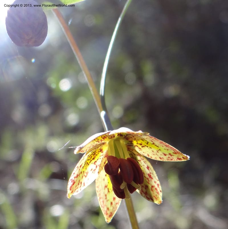 Fritillaria atropurpurea, Davidson, C 12131--USA, California, Nevada Co. 19 Apr 2013  0079 (17).JPG