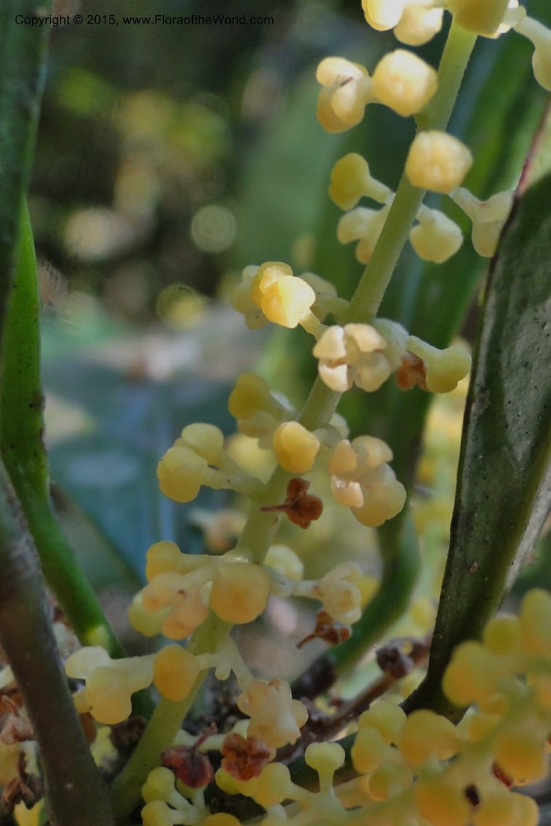 Chionanthus, Regalado 1840--Viet Nam. Bach Maa. 9 May 2011. 133 (7).jpg