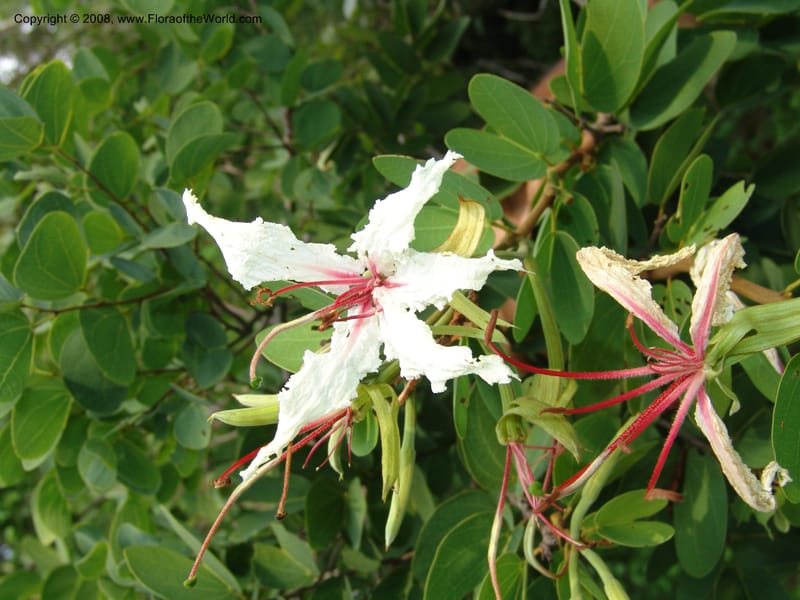 Bauhinia petersiana ssp macrantha--So. Africa. Lowveld Nat. Bot. Gard. 14 Mch 05. 145.jpg