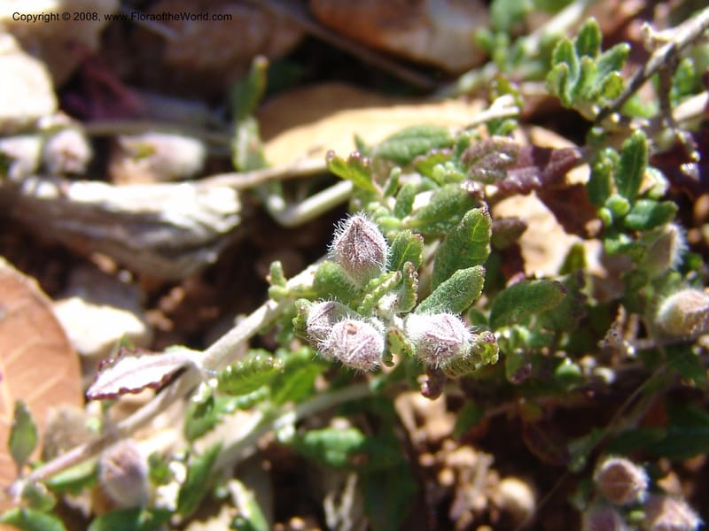 Teucrium divaricatum--Crete. Ep. Kydonia. Akrotiri. Trail Gouvernetos . 23 May 05. 019.jpg