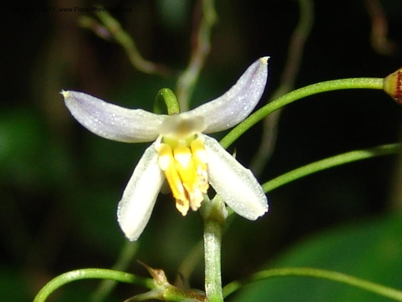 Dianella ensifolia, ROR1594--Madag. Parc Nat. Montagne d'Ambre. 11 Nov 06. 384.jpg