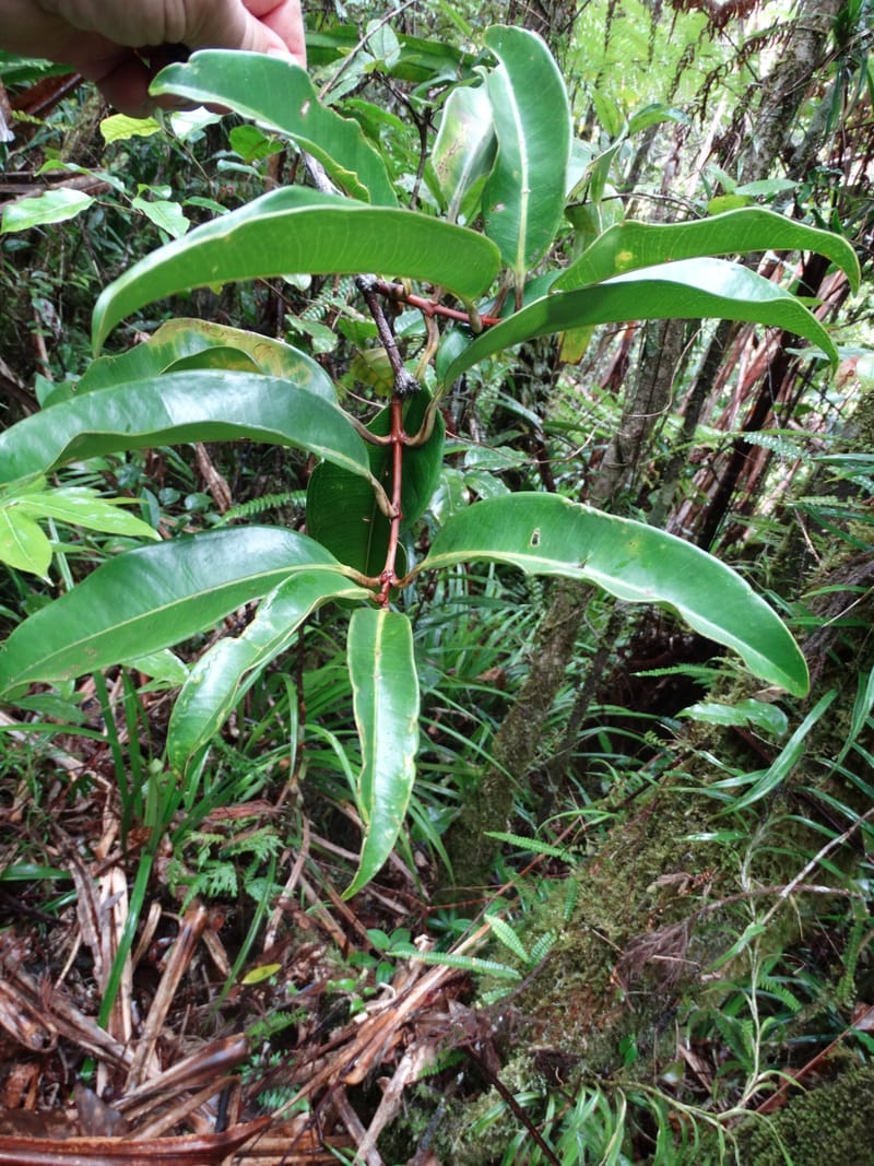 Syzygium, Plunkett, G 3181--Fiji. Waisali Rainf. Reserve. 4 Nov 2015. DSC08848 (28).JPG