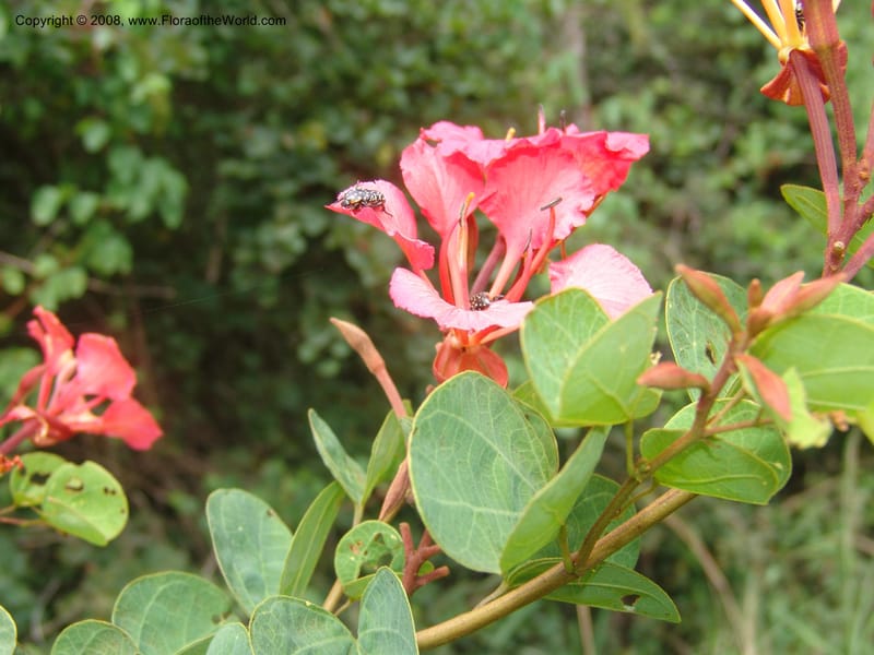 Bauhinia galpinii--So. Africa. Mpumalanga. Karino. Whyte Thorne. 19 Mch 05. 180.jpg