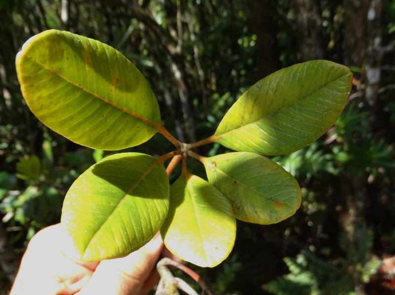 Plerandra elongata, Lowry, P 7374--New Caledonia. Mont Dzumac. 12 Nov 2015. DSC01563 (368).JPG