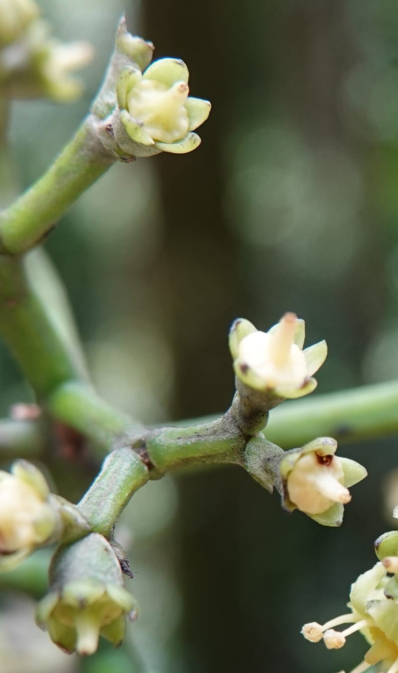 Mastixia pentandra, D. Boufford 44162--China. Yunnan. Bu Long Shan. 6 May 2018. DSC02824 (9).JPG