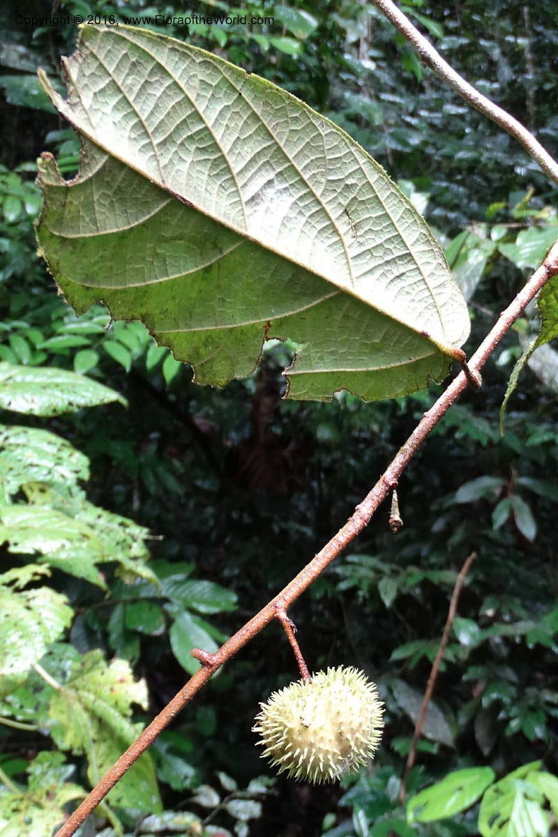 Byttneria, Davidson, C 12752--Sabah. Sg. Nelumad. 12 Oct 2014. DSC04383 (226).JPG