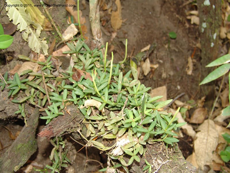 Peperomia bopiana, AraujoM2899--Bolivia. F. Tamayo. Rio Machariapu. 17 Sep 06. 122 (1).jpg