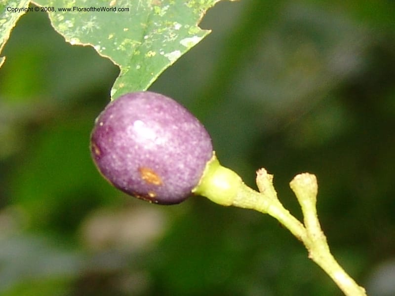 Cestrum, RVasquez32979--Peru. Pillcopata. Qbda Pini Pini. 29 Oct 07. 504.jpg
