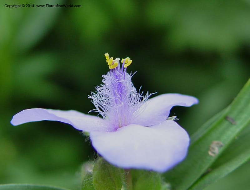 Tradescantia--DE. Mt. Cuba Center. 24 Jun 03. 023 (6).jpg