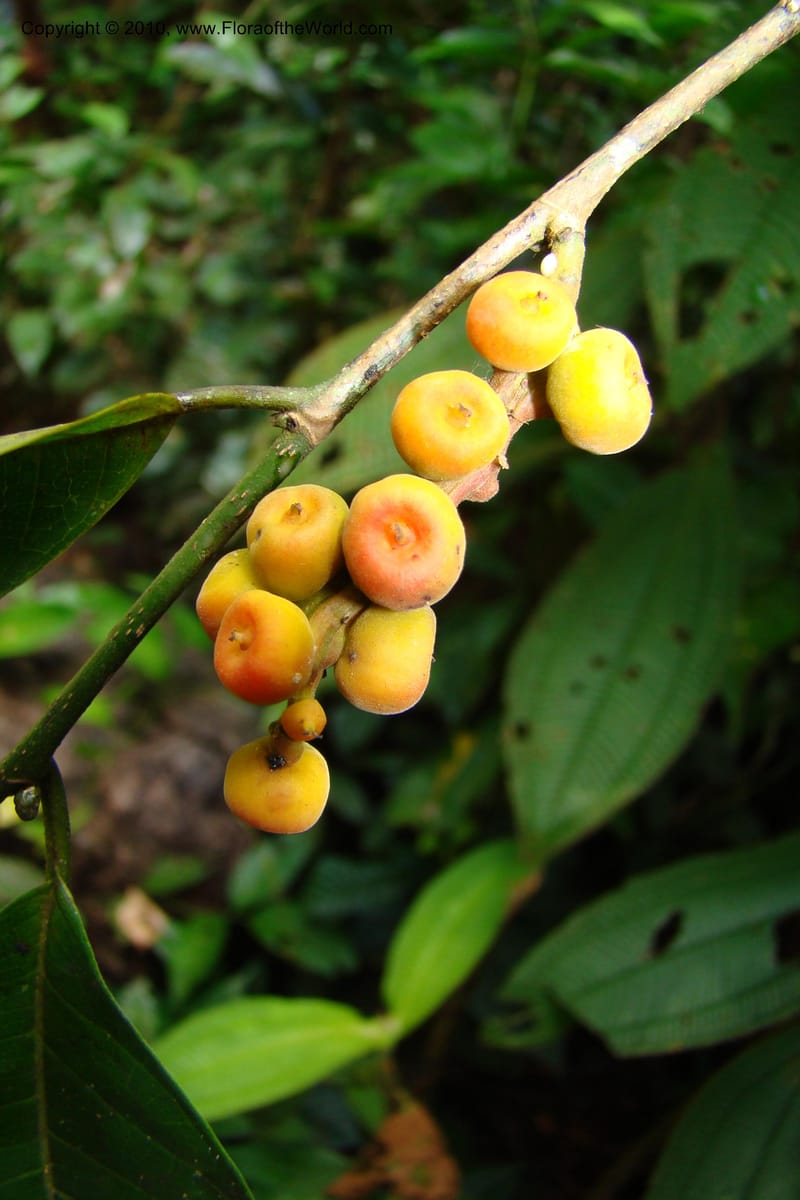 Sorocea, Vasquez 34748--Peru. Loreto. Dist. Nauta. Miraflores, Rio Tigre. 9 Nov 08. 273.jpg