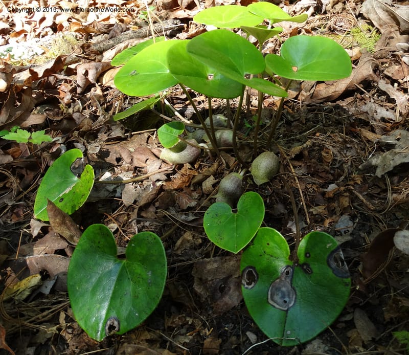 Asarum shuttleworthii, Davidson, C 12948--North Carolina. Trans. Co. W Cradle of For. 11 May 2015. DSC03837 (24).JPG