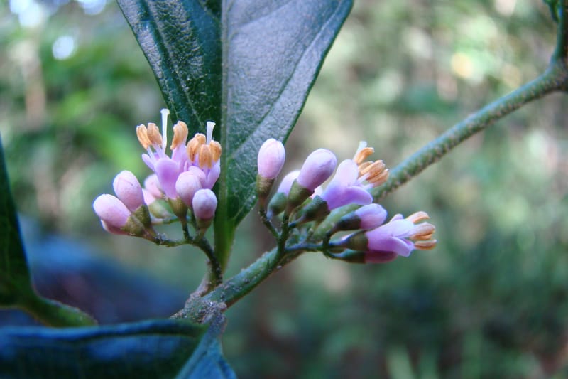 Callicarpa, Regalado 1734--Viet Nam. Thua Thien Hue Prov. Phu Loc Distr. Bach Ma. 13Apr 09. 131 (8).jpg