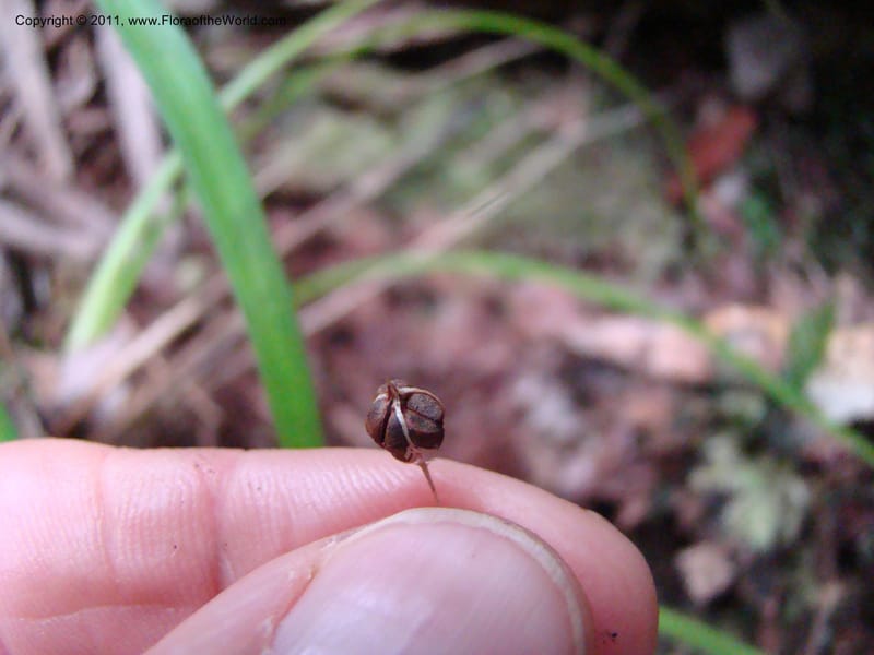 Campynemanthe, Munzinger, J 4843--New Caledonia, Dogny, 19 Nov 2007,  063 (14).jpg