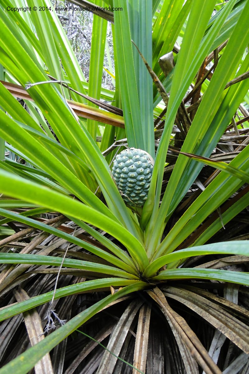 Pandanus decumbens, M. Callmander 978--New Caledonia. Mine St. Louis Boulinda. 18 Feb 2011. 052 (14).jpg