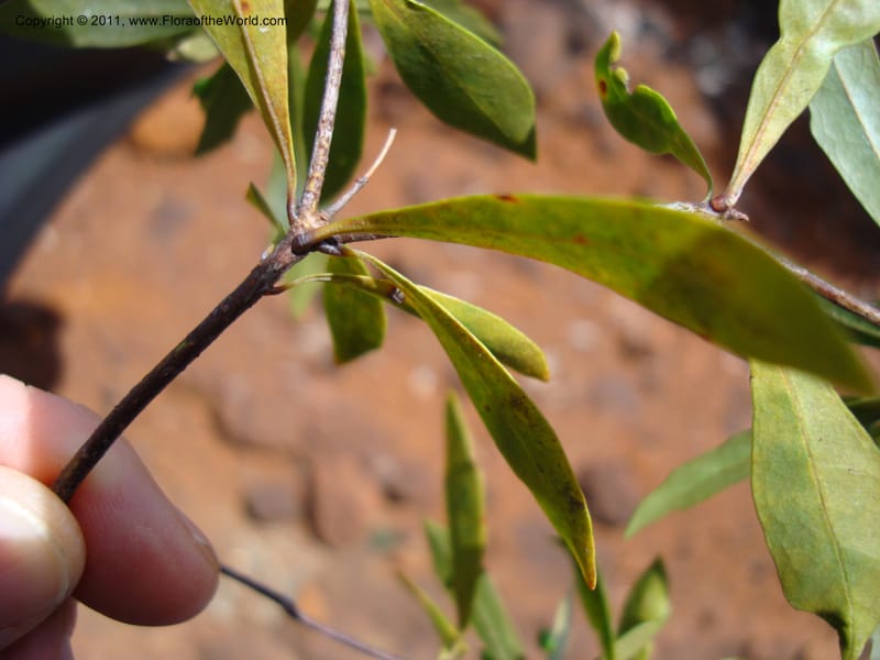 Pittosporum dzumacense, Gemmill, C 618--New Caledonia, ProvN, Plateau de Poro, 16 Nov 2007 014 (17).jpg