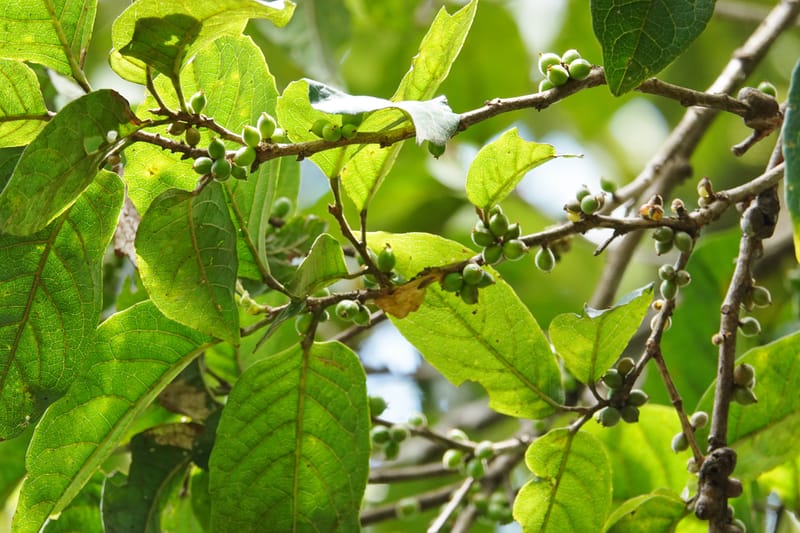 Aporosa dioica, D. Boufford 44137--China. Yunnan. Along G213. 4 May 2018. DSC02084 (30).JPG