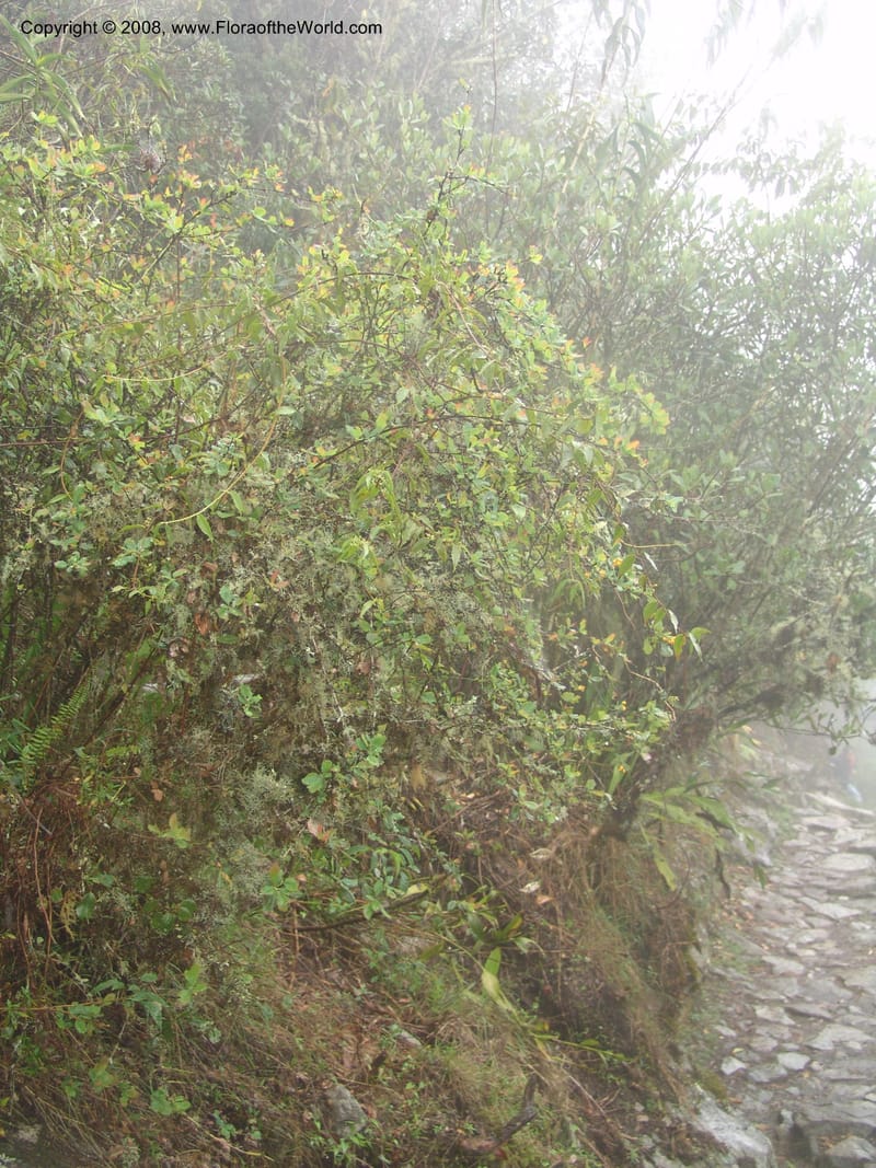 Berberis carinata--Peru. Macchu Pichu. 23 Oct 07. 063.jpg