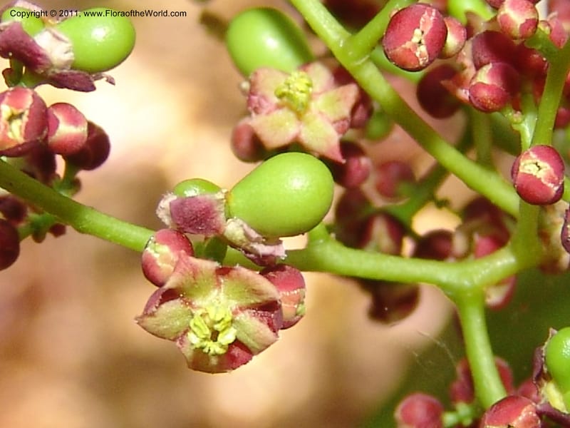 Lepisanthes perrieri, ZRogers1160--Madag. Prov. Antsir. Parc Nat. Ankarana. 10 Nov 06. 139 (9).jpg