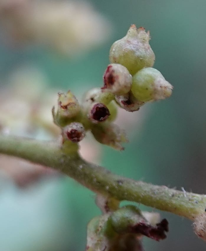 Wendlandia ligustrina, D. Boufford 44129--China. Yunnan. Meizi Lake Park. 3 May 2018. DSC01424 (236).JPG