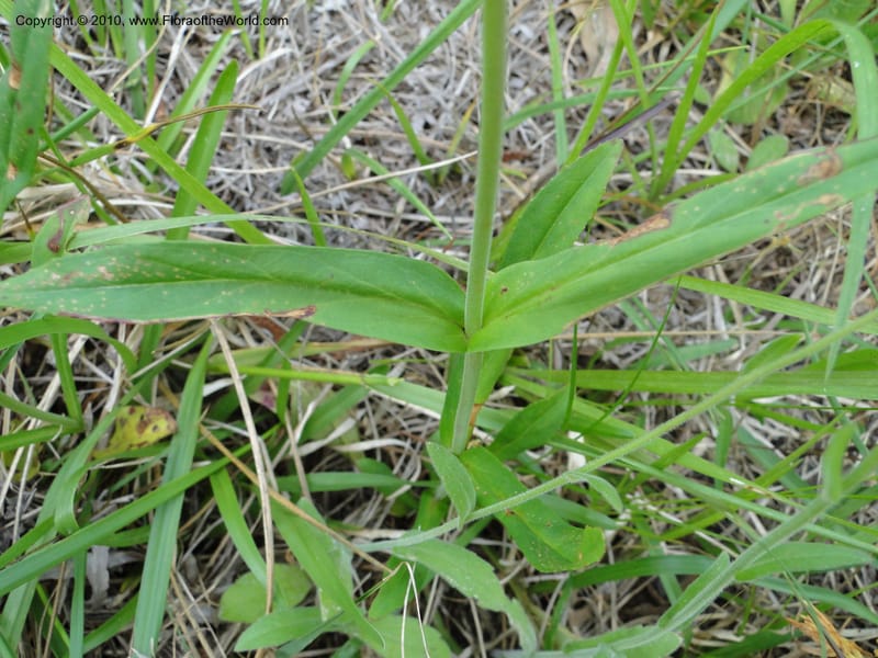 Penstemon laevigatus, Mori, S 27407, USA, North Carolina, Pender Co., Hwy 117, 3.9 miles N of Burgaw, 21 May 201 (4).JPG