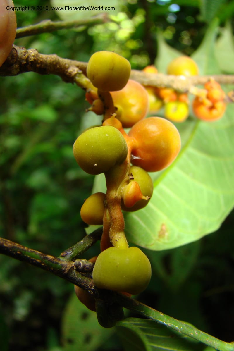 Sorocea, Vasquez 34748--Peru. Loreto. Dist. Nauta. Miraflores, Rio Tigre. 9 Nov 08. 277.jpg