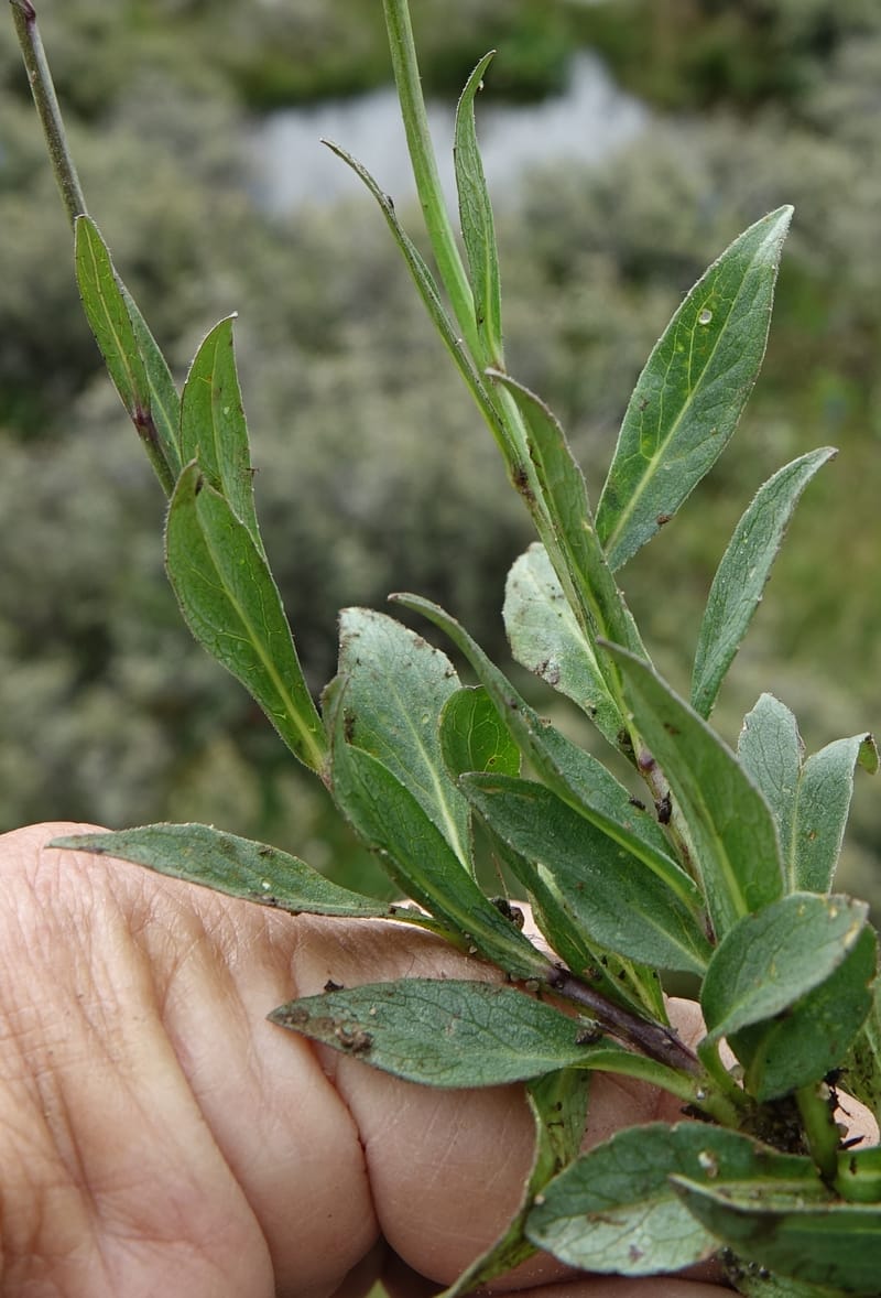 Adenophora jasionifolia, D. Boufford 44018--China. Sichuan. Daocheng Xian. 14 Aug 2017. DSC05676 (163).JPG