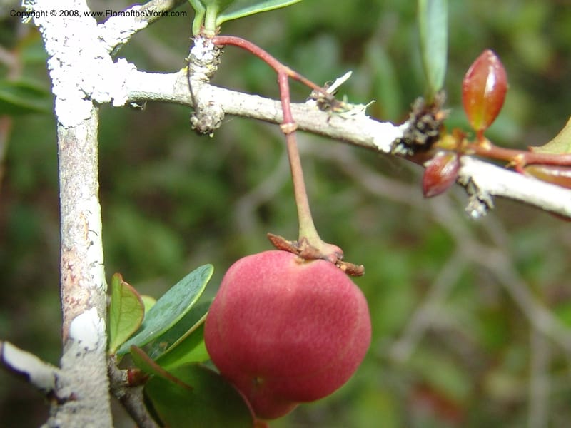 Putterlichia pyracantha--So.Africa. E. Cape. Uitenhage Nat. Res. 6 Mch 05. 151.jpg