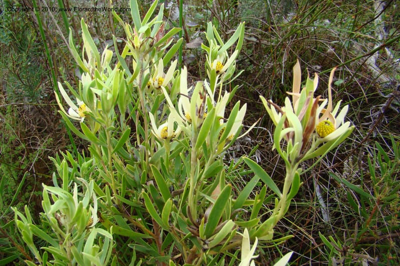 Leucadendron eucalyptifolium, C. Davidson 11491--South Africa. Marloth Nat. Res. Langeberg Mts. 22 Aug 09. 235.jpg