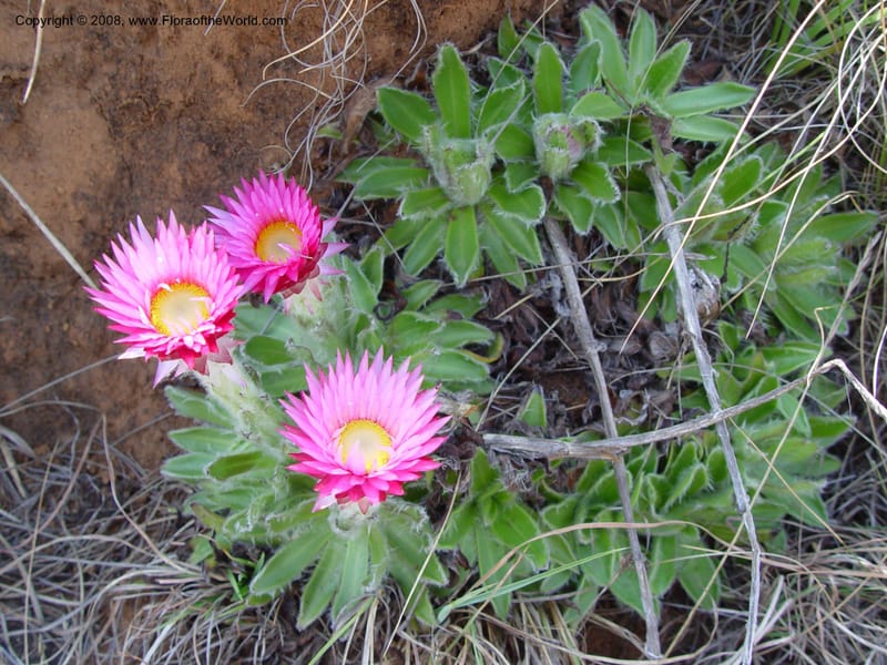 Helichrysum ecklonis--So. Africa. Drakensberg Mts. Giant's Castle. 3 Oct 03. 032.jpg