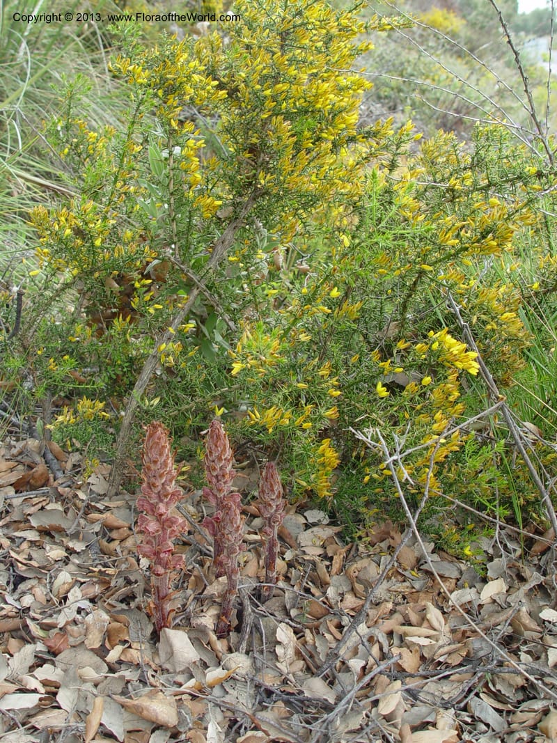 Orobanche gracilis--Spain. Granada Prov. Jct. Albondon-Albunol on C333. 15  (39).jpg