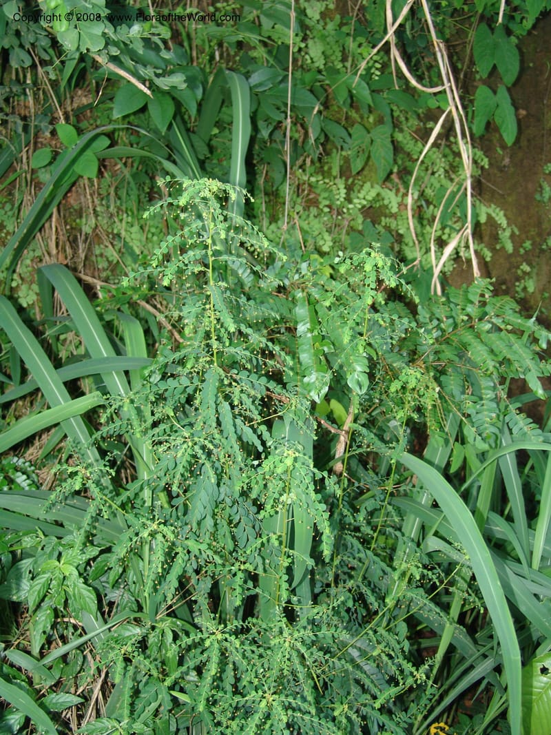 Phyllanthus, R.Gereau6835--Tanz. Mzelezi For. Res.  Mahenge-Sali. 14 Feb 06. 381.jpg