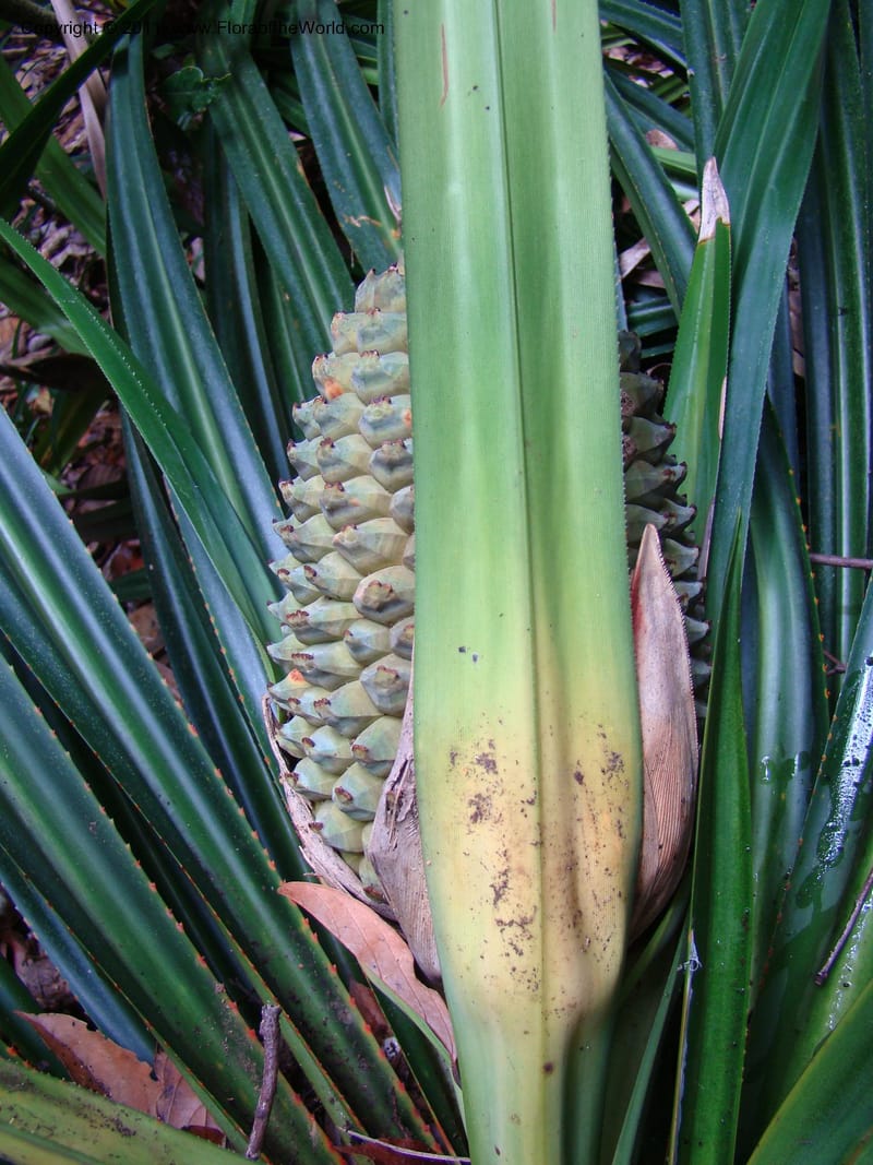 Pandanus balansae, M. Callmander 828--New Caledonia. Mont Dzumac road. 23 Jan 2010. 001 (593).jpg