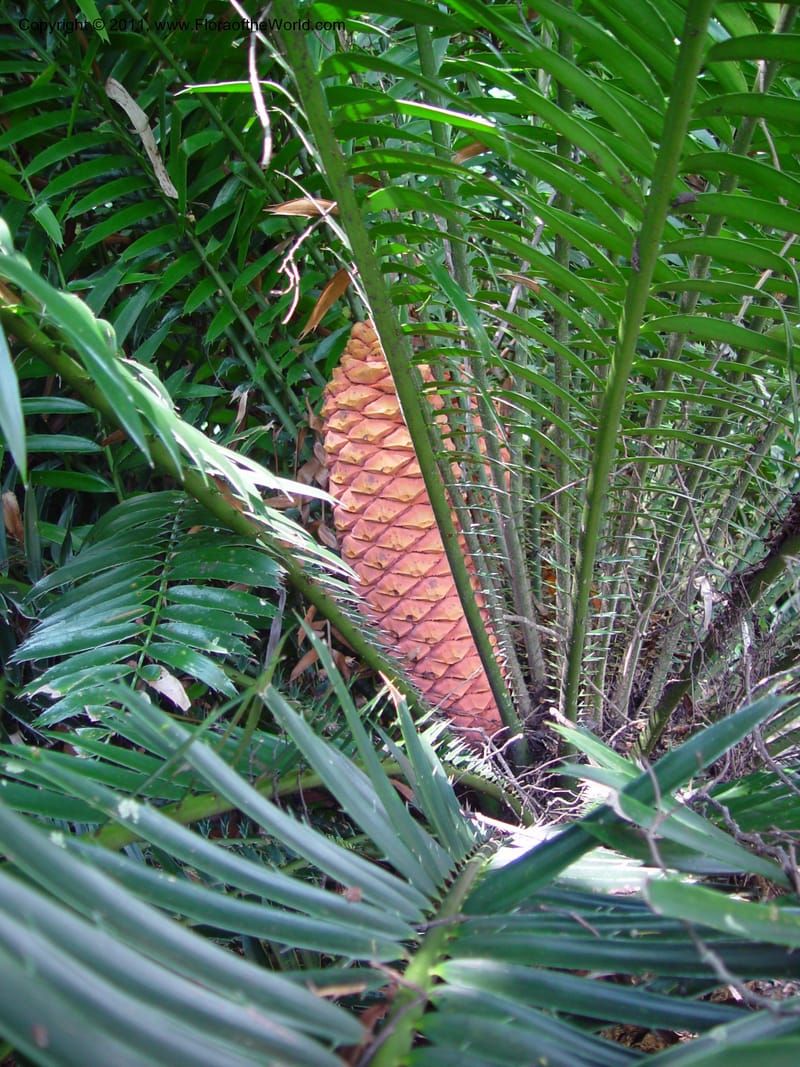 Encephalartos hildebrandtii--FL. Fairchild Bot. Gard. 7 Apr 03. 112.jpg