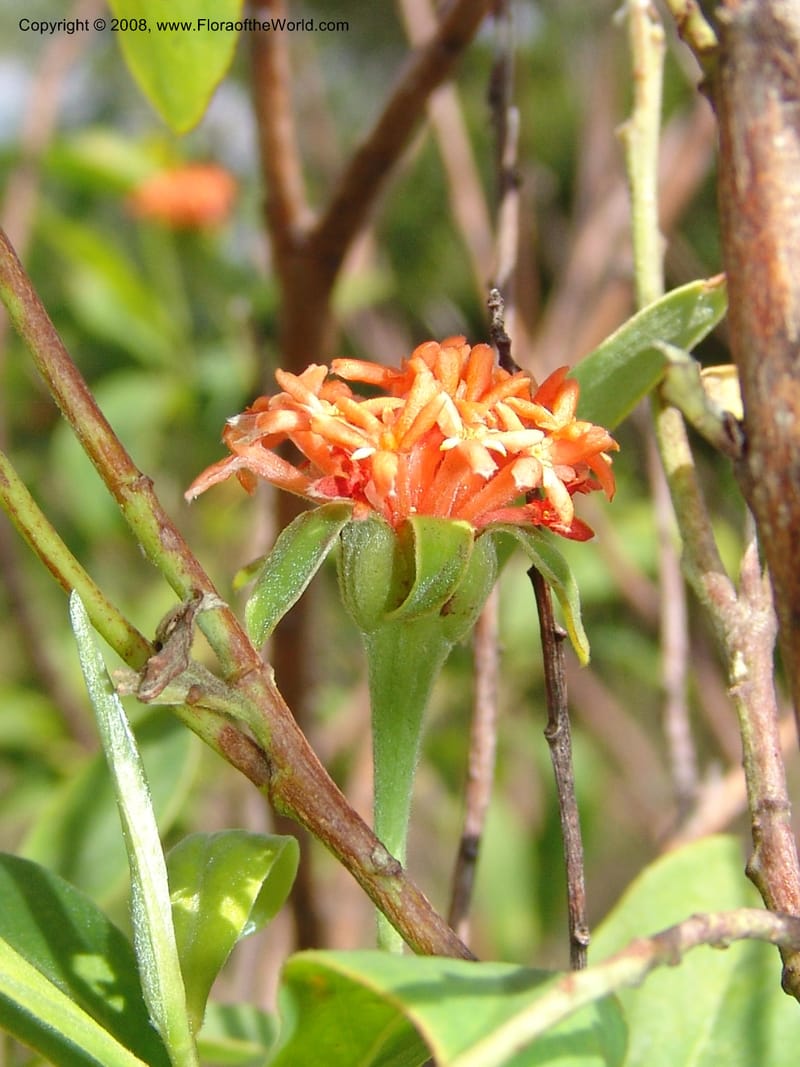 Gnidia daphnifolia, Z.Rogers954--Madag. Prov.Toliara. Belavenoky, Rd Tolinaro-Ste. Luce. 23 Jan 06. 017.jpg